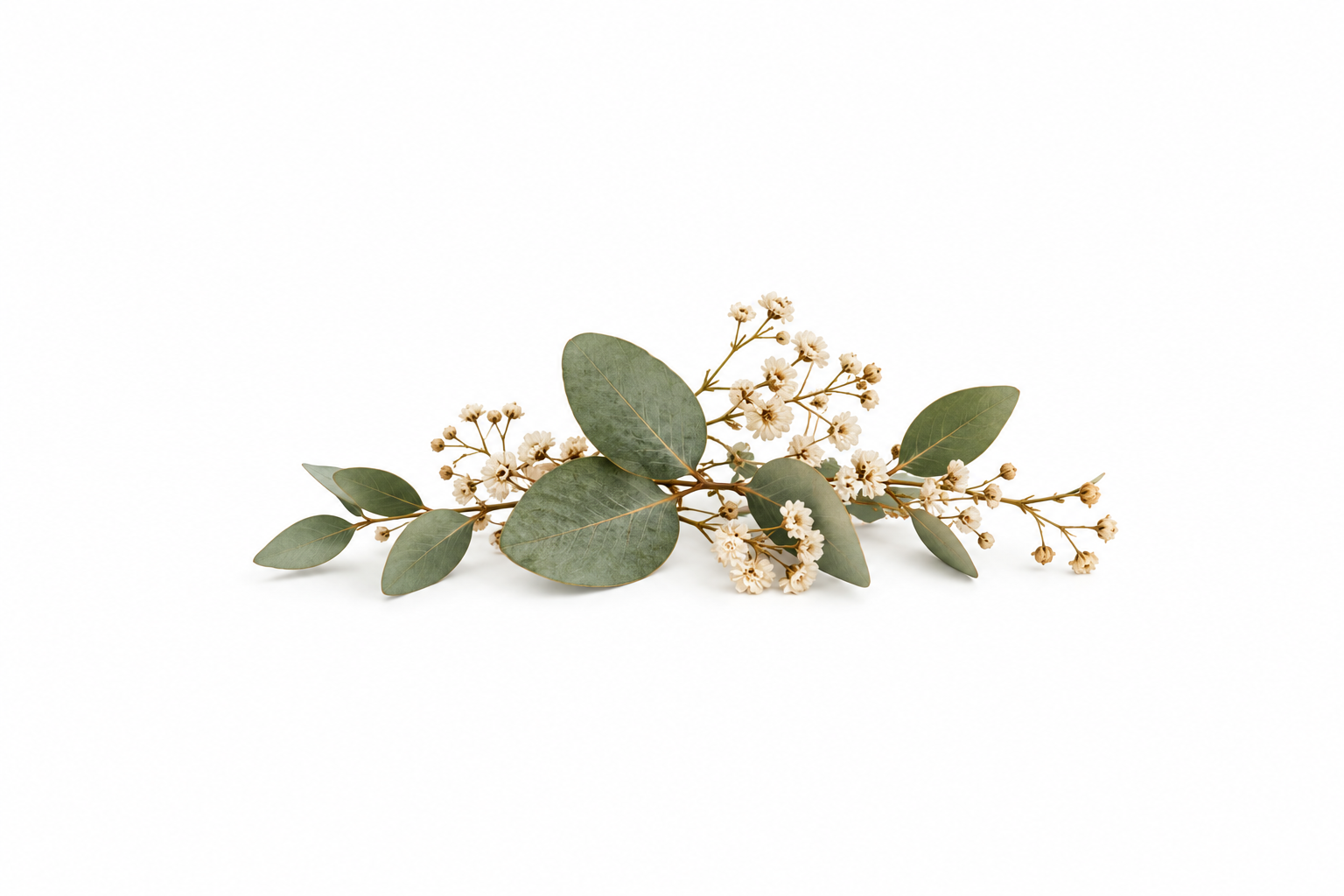 Ramitas de eucalipto con pequeñas flores secas